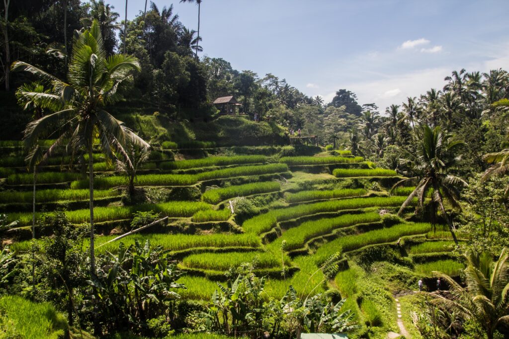 Best Of Ubud - Book A Trip Bali - Ubud day tour