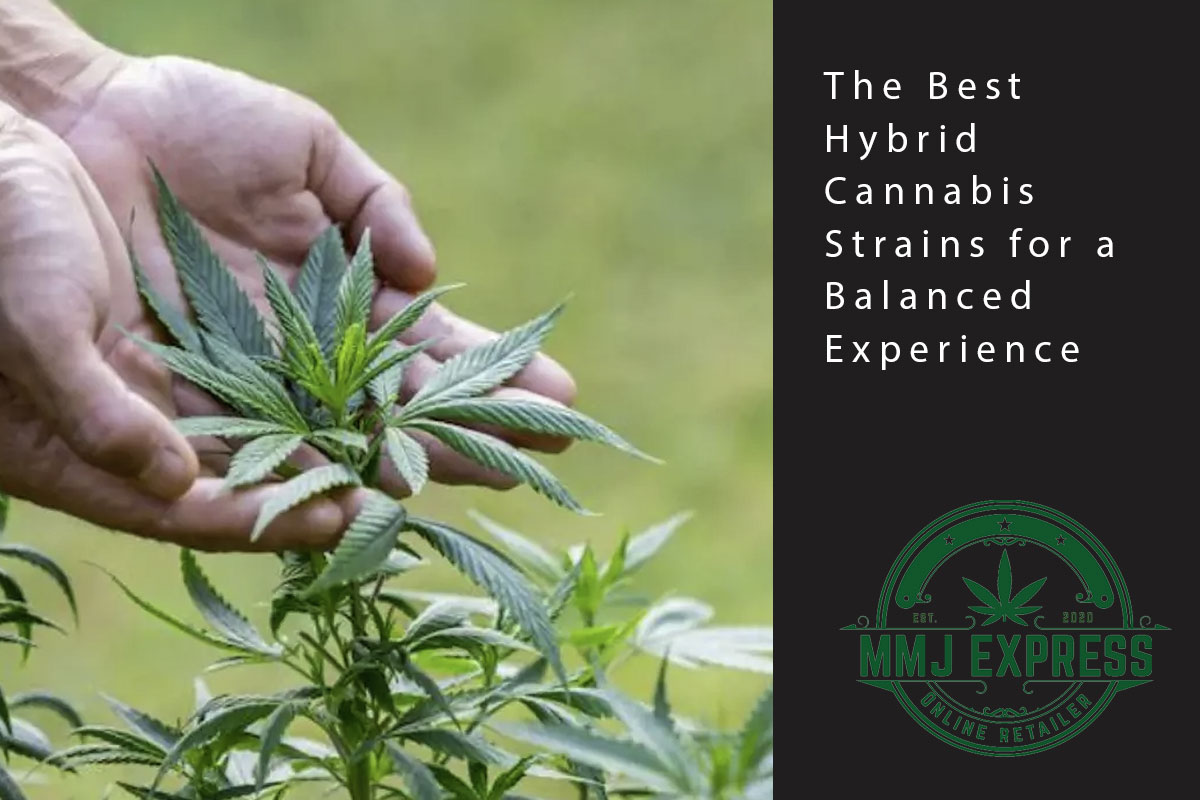 The Best Hybrid Cannabis Strains for a Balanced Experience - MMJ Express