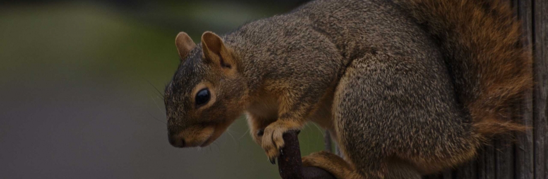 Humane Wildlife Controls Cover Image