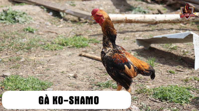 Ko-Shamo: Từ Gà Chọi Đến Gà Cảnh.