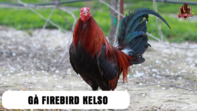 Khám Phá Sức Mạnh Của Gà Firebird Kelso.