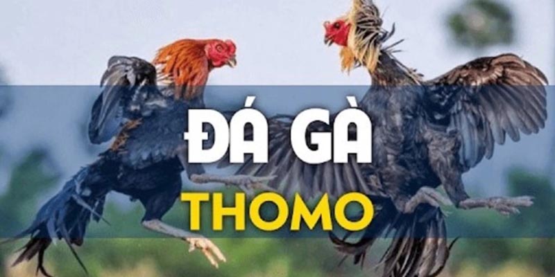 009 Casino chia sẻ tips đá gà Thomo trực tiếp dễ dàng